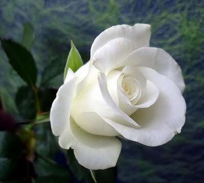 Bunga mawar putih artinya