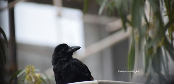 jumlah burung gagak