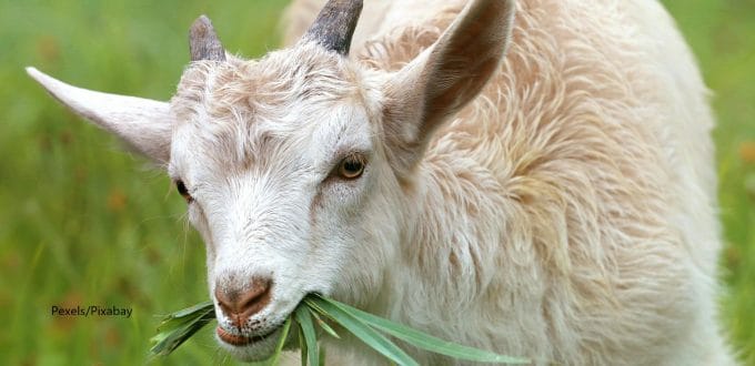 kambing