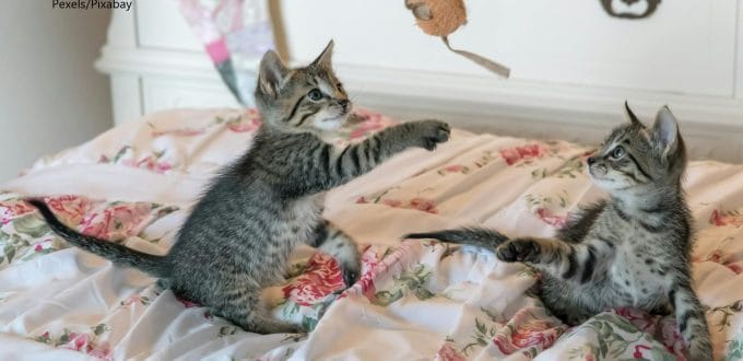 kucing